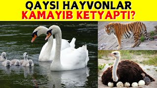 KAMAYIB BORAYOTGAN HAYVONLAR HAQIDA BILASIZMI [upl. by Eecyac578]