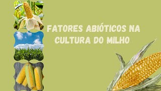 FATORES ABIÓTICOS NA CULTURA DO MILHO [upl. by Nahguav]