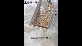 戶外捕魚：漁民用小沙蚤垂釣海鮮 釣魚 釣魚的樂趣只有釣魚人懂 原來釣魚才是抖音運動頂流 [upl. by Heimer]