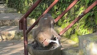 Ubud Monkey Forest in Bali Indonesia [upl. by Emmanuel]