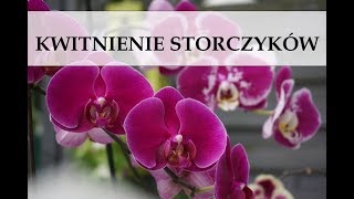 ORCHIDEA STORCZYK wszystko o kwitnieniu │Semika [upl. by Aindrea866]