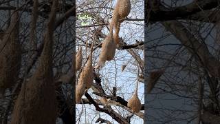 Nature’s Tailors Birds and Their Increddible NetMaking Skills cute birds nest nature master [upl. by Neelyak947]