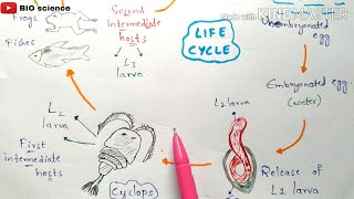 Gnathostomiasis  gnathostoma spinigerum life cycle Symptoms Incubation period  Bio science [upl. by Sparky900]