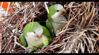 Wild Quaker Parakeets Colony Building [upl. by Silver781]