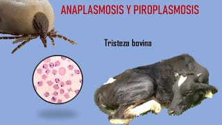 ANAPLASMOSIS Y PIROPLASMOSIS BOVINA TRISTEZA BOVINA [upl. by Llij]