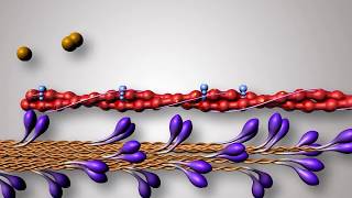 Structure of Contractile Proteins [upl. by Anthony]