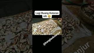 Buang Kotoran Ikan 😄 ikan ikanmas ikanbalita babyfish ihc rumahmakansunda [upl. by Nyleuqaj]