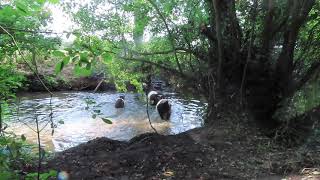 Belted Galloway cows escaped and on the rampage 🐄 [upl. by Bertrand]