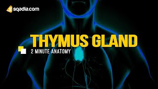 Thymus Gland  Anatomy Video Lectures  Medical Student  VLearning™  sqadiacom [upl. by Jim]