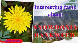 RARE SNOWDONIA HAWKWEED  Cherry9 [upl. by Raval391]