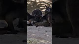 Adorable Wallabies Enjoying a Meal [upl. by Aniral]