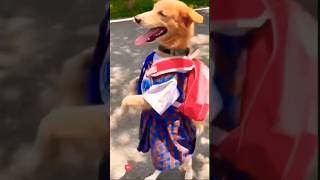 Dog school 🤣 funny trending dog shorts cutebaby cute [upl. by Caleb]