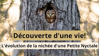 Rencontre avec la petite Nyctale  Photo Nature [upl. by Koball]