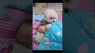 🐕🐕❤️❤️Most heartwarming amp touching Cute Dog Takes Care Of Cute Baby😘😘 [upl. by Landing204]