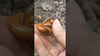 Millipede is mating  insect Hunter millipede [upl. by Saffren]