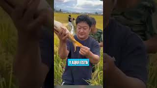 Estos agricultores chinos están cultivando arroz y criando peces al mismo tiempo [upl. by Nonnel]