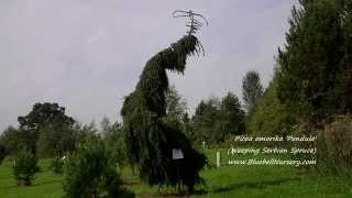 Picea omorika Pendula Weeping Serbian Spruce [upl. by Bratton]