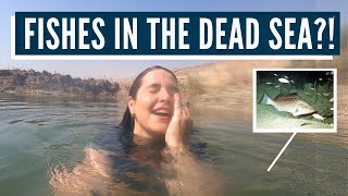 PROPHECY BEING FULFILLED Fish in the Dead Sea as Stated in the Holy Bible [upl. by Eziechiele]