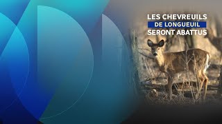 Les chevreuils de Longueuil seront abattus [upl. by Atram]