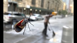 Spotted Lanternfly infestation on W58th Street [upl. by Sewell]