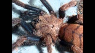 Tarantula Picture Collection Video 5 feat my own musictracks [upl. by Schilling799]