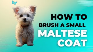 Mastering Mini Maltese Bichon Grooming A StepbyStep Guide [upl. by Kendre]