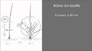 Verger La taille des arbres fruitiers Gratuit la forme la plus facile pour les arbres fruitiers [upl. by Gnuhc]