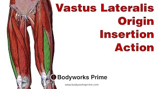 Vastus Lateralis Anatomy Origin Insertion amp Action [upl. by Anaiuq]