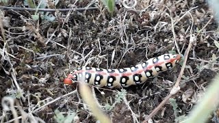 Hawkmoth caterpillar spurge on grass stems Hyles euphorbiae Euphorbia hawk moth [upl. by Jones847]