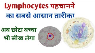 Lymphocytes identification Basic steps I How to identify lymphocytes [upl. by Camm53]