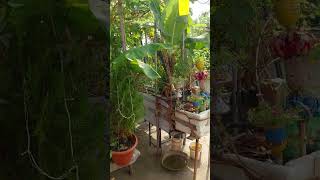 Organic Terrace kitchen garden twinningtwining youtubeshorts garden gardening farmingfarming [upl. by Gabbie157]