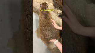 Capybaras behavior means it likes you Capybara I envy the mental state of capybara Changsha Zoo [upl. by Byers]