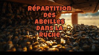 Répartition des abeilles dans la ruche [upl. by Neibart332]