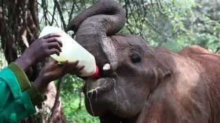 Mureras progress at the Nairobi Nursery Unit  Sheldrick Trust [upl. by Llevrac690]