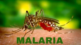 What is Malaria  Malaria transmission cycle  Symptoms amp Prevention [upl. by Marina194]