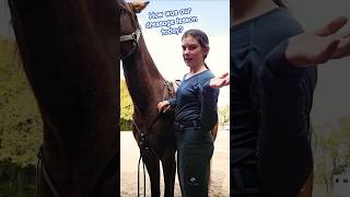 Sometimes refresher lessons with dressage can help with jumping horsetraining dressage eventing [upl. by Ak]