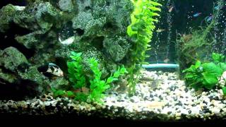 Panda Corys breeding [upl. by Jens479]