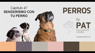 Capítulo 47 Senderismo con perro [upl. by Rabkin815]