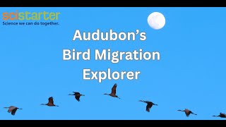 Bird Migration Explorer wMelanie Smith [upl. by Aivatan]