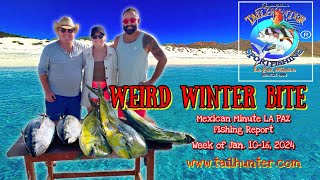 MEXICAN MINUTE LA PAZ FISHING REPORT from Tailhunter Sportfishing for Week of Jan 1016 2024 [upl. by Aiam]