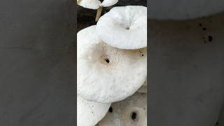 Lentinus tigrinus mushroom shortvideos nature mushroom [upl. by Kathrine]