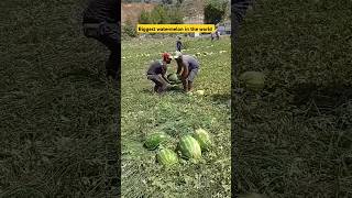 Biggest watermelon and cantaloupe seeds halloween music christmas song funny [upl. by Asli]