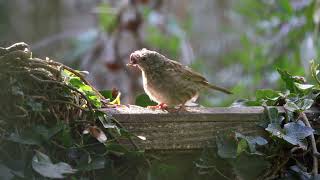 Robins and dunnocks visit [upl. by Jules]