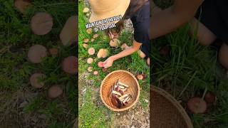 The Easiest Mushroom to Grow in Your Garden  Wine Cap Mushrooms mycology gardening fungi diy [upl. by Childs]