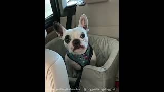 SCREAMING Frenchie Dog Has Hilarious Tantrum When He Cant Go To The Dog park shorts [upl. by Hanafee]