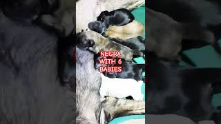 PADEDE TIME NI MOMMY NEGRA doglovers viralvideo shortvideo minivlog shorts viralshort [upl. by Einatirb]