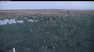 Attwater Prairie Chicken NWR Live Stream [upl. by Utir925]