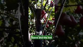 Can wasps defoliate guava fruit [upl. by Faith532]