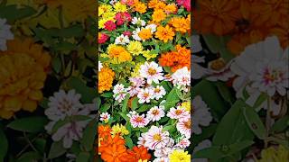 Dwarf Zinnia zinnia flowers organicgarden rose ytshorts shortvideo [upl. by Harpole]