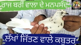 kabootar bazi  Raj bariwala  ਰਾਜ ਬਰੀਂ ਵਾਲਾ ਦੇ ਮਨਪਸੰਦ ਕਬੂਤਰਭਾਗ 2 [upl. by Adelice]